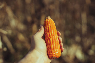 Close-up of corn