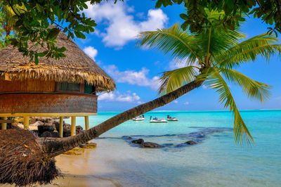 Palm tree by sea against sky