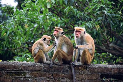 Monkey sitting on a tree