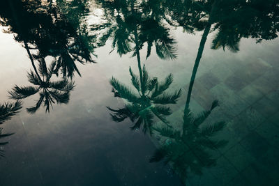 Reflection of palm trees in swimming pool