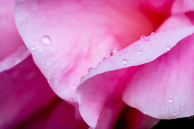 Close-up of wet pink flower blooming outdoors