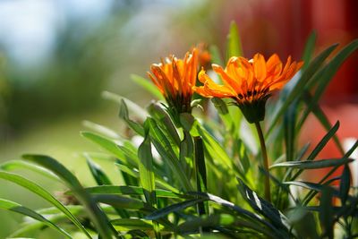 Close-up of orange flowering plant