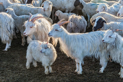 Full length of a sheep on field