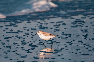 View of seagulls on beach