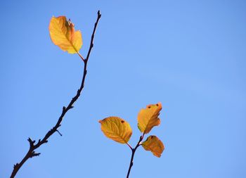 Low angle view of yellow flower against clear sky