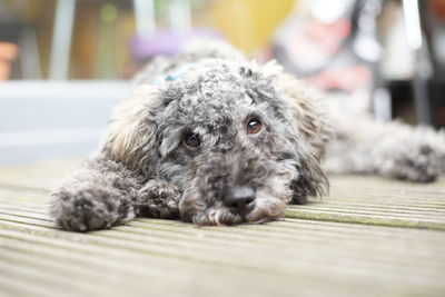 Close up portrait of a cute little grey brown silver poodle dog laying on wooden terrace deck planks