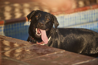 Close-up of a dog