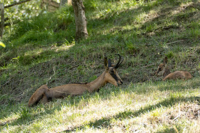 View of deer on field