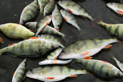 High angle view of fish for sale in market