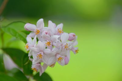 Close-up of pink cherry blossoms