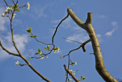 Low angle view of plant against blue sky