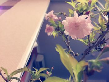 Close-up of pink flowers