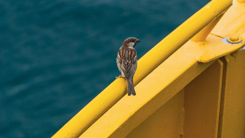 Bird perching on metal railing