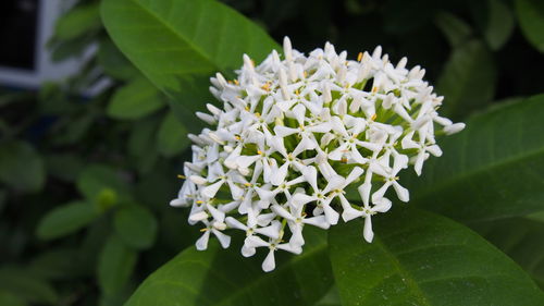 Close-up of white flowering plant