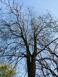 Low angle view of bare tree against clear blue sky