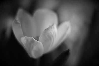 Close-up of flowers blooming outdoors