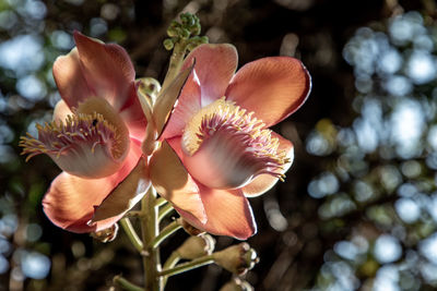 High angle view of flowering plant