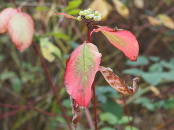 Close-up of red flowering plant