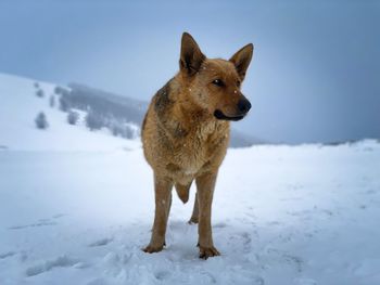 German shepherd in the mountains during winter