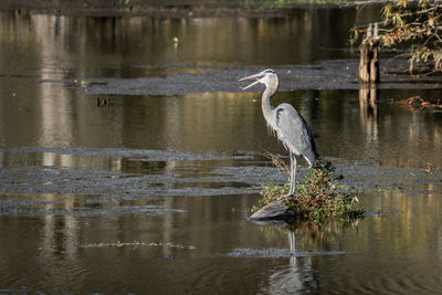 High angle view of gray heron perching on a lake