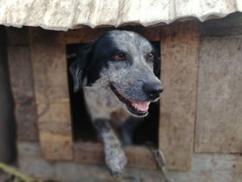 Portrait of dog looking away