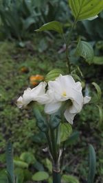 Close-up of white flowers blooming outdoors