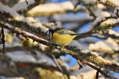 Close-up of bird perching on branch