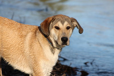 Close-up portrait of dog standing by sea