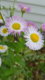 Close-up of daisy flower