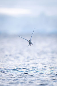 Antarctic tern flying over sea towards camera