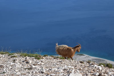 Goat standing on land by sea