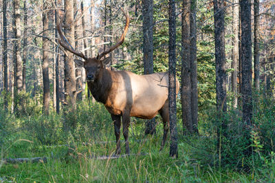 Moose, alces alces, jasper national park, alberta, canada