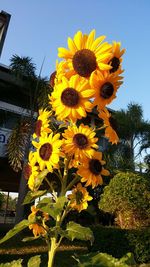 Low angle view of sunflowers blooming against sky