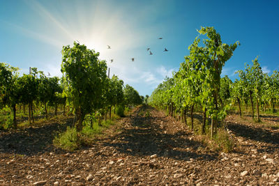 View of vineyard against sky