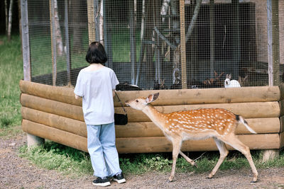 A girl feeding cute spotted deer bambi at petting zoo. baby fawn deer playing with people 