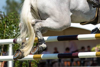 Horse jumping, equestrian sports themed photo.