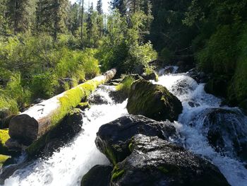 Scenic view of waterfall in forest