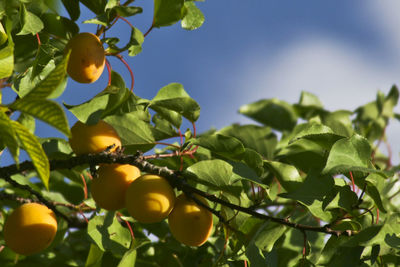 Low angle view of fruits on tree against sky