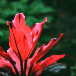 Close-up of red flower