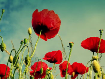 Close-up of red poppy flowers against sky