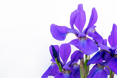 Close-up of purple flowering plant against white background