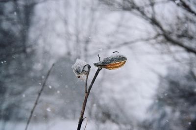 Close-up of frozen leaf on tree