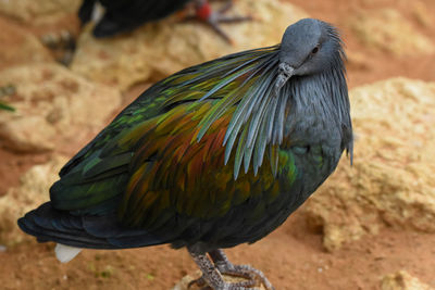 Close-up of a bird perching on a field