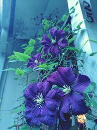 Close-up of purple flowers blooming outdoors