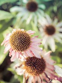 Close-up of pink flower