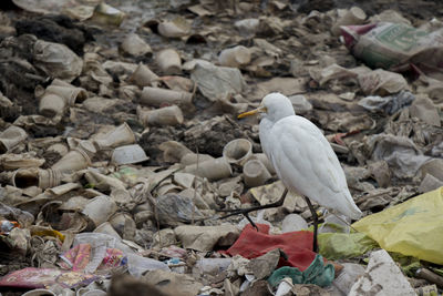 High angle view of bird perching in wastege