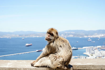 Monkey sitting in a sea