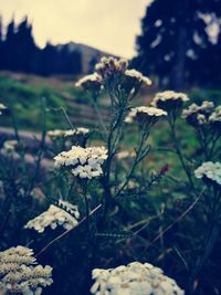 Close-up of white flowers growing on field