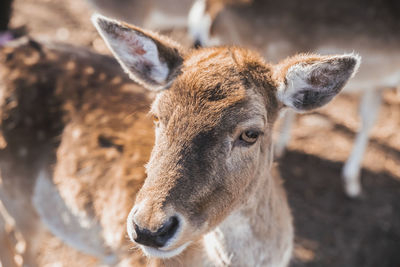 Charming deer face close-up. nature in denmark