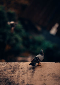 Pigeon flying over land